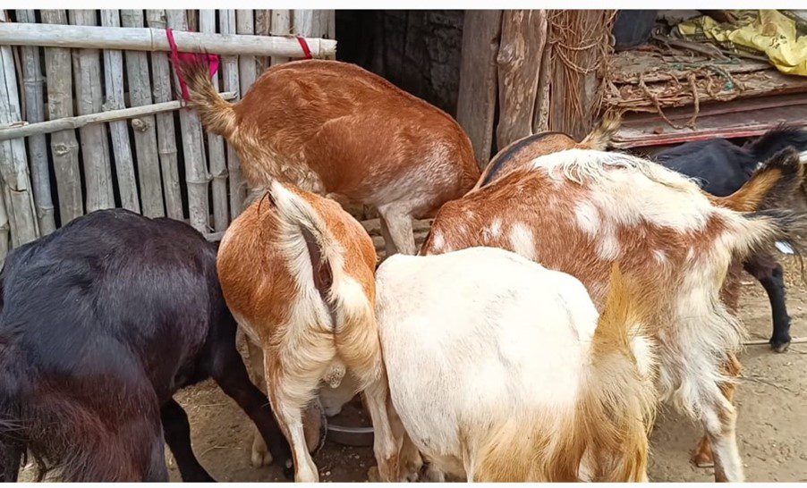 Mrs. Durpati Chaudhary 2