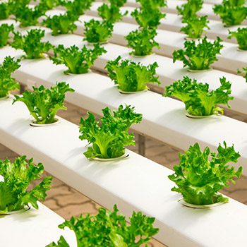 Agriculture Technology Faculty of Environmental Sciences