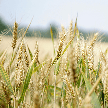 Agriculture Technology